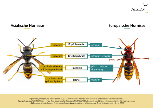 Vergleich der Merkmale Asiatische und Europäische Hornisse